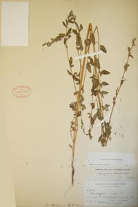 herbarium sheet of GH
